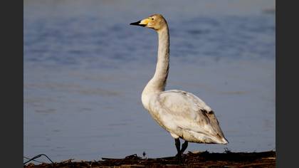 Ötücü kuğu » Whooper Swan » Cygnus cygnus