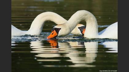 Kuğu » Mute Swan » Cygnus olor