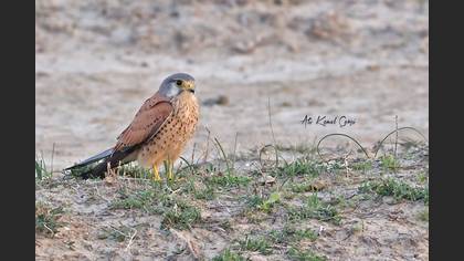 Kerkenez » Common Kestrel » Falco tinnunculus