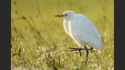 Sığır balıkçılı » Western Cattle Egret » Ardea ibis