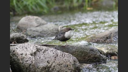 Derekuşu » White-throated Dipper » Cinclus cinclus