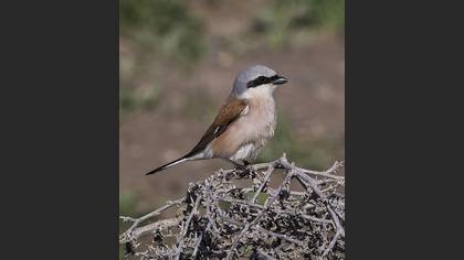 Kızılsırtlı örümcekkuşu » Red-backed Shrike » Lanius collurio
