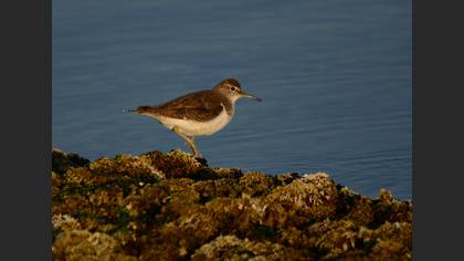 Dere düdükçünü » Common Sandpiper » Actitis hypoleucos