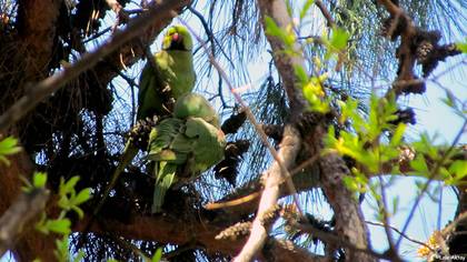 Yeşil papağan » Rose-ringed Parakeet » Psittacula krameri