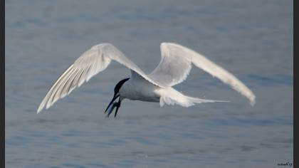 Karagagalı sumru » Sandwich Tern » Thalasseus sandvicensis