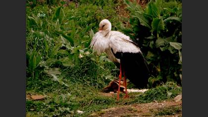 Leylek » White Stork » Ciconia ciconia