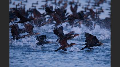 Karabatak » Great Cormorant » Phalacrocorax carbo