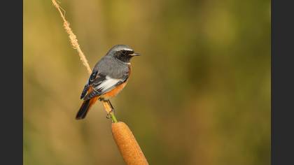 Kızılkuyruk » Common Redstart » Phoenicurus phoenicurus