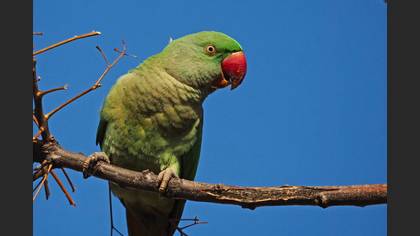İskender papağanı » Alexandrine Parakeet » Psittacula eupatria