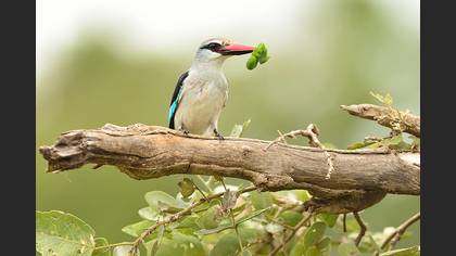 Yalıçapkını » Common Kingfisher » Alcedo atthis