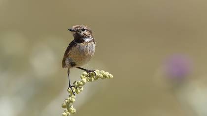 Taşkuşu » European Stonechat » Saxicola rubicola