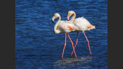 Flamingo