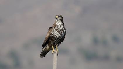 Şahin » Common Buzzard » Buteo buteo