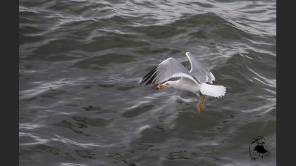 Gümüş martı » Yellow-legged Gull » Larus michahellis