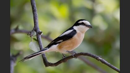 Maskeli örümcekkuşu » Masked Shrike » Lanius nubicus
