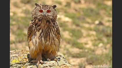 Puhu » Eurasian Eagle-Owl » Bubo bubo