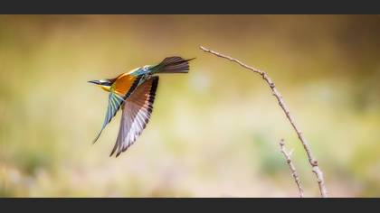 Arıkuşu » European Bee-eater » Merops apiaster