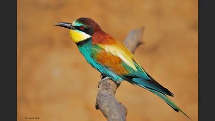 Arıkuşu » European Bee-eater » Merops apiaster