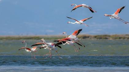Flamingo
