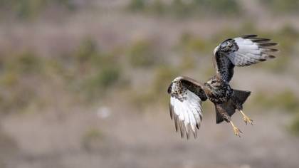Şahin » Common Buzzard » Buteo buteo