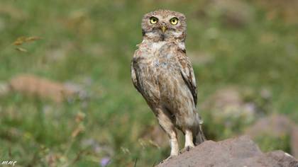 Kukumav » Little Owl » Athene noctua