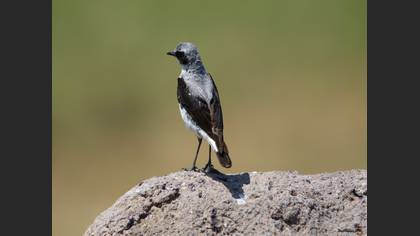 Kuyrukkakan » Northern Wheatear » Oenanthe oenanthe