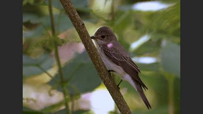 Benekli sinekkapan » Spotted Flycatcher » Muscicapa striata