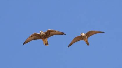 Bıyıklı doğan