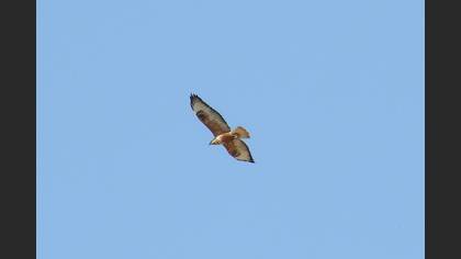 Kızıl şahin » Long-legged Buzzard » Buteo rufinus