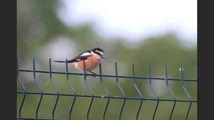 Maskeli örümcekkuşu » Masked Shrike » Lanius nubicus