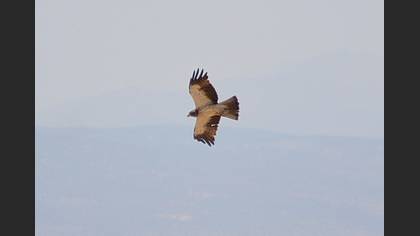Küçük kartal