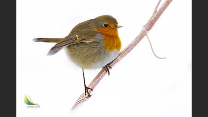 Kızılgerdan » European Robin » Erithacus rubecula