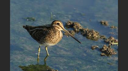 Suçulluğu » Common Snipe » Gallinago gallinago