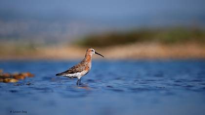 Kızıl kumkuşu » Curlew Sandpiper » Calidris ferruginea