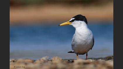 Küçük sumru