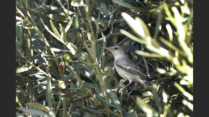 Zeytin mukallidi