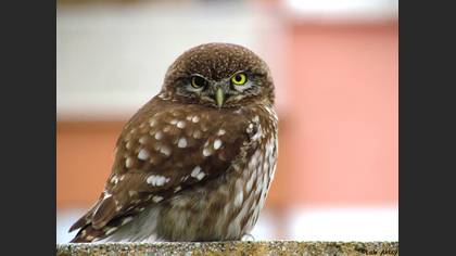 Kukumav » Little Owl » Athene noctua