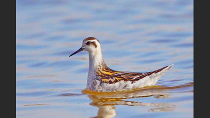 Denizdüdükçünü » Red-necked Phalarope » Phalaropus lobatus