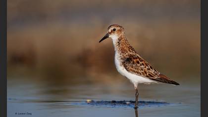 Küçük kumkuşu » Little Stint » Calidris minuta