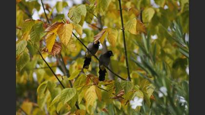 Arapbülbülü » White-spectacled Bulbul » Pycnonotus xanthopygos
