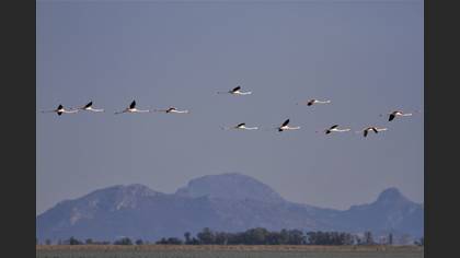 Flamingo » Greater Flamingo » Phoenicopterus roseus