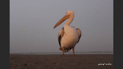Ak pelikan