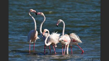 Flamingo