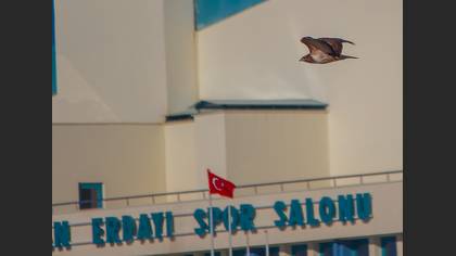 Şahin