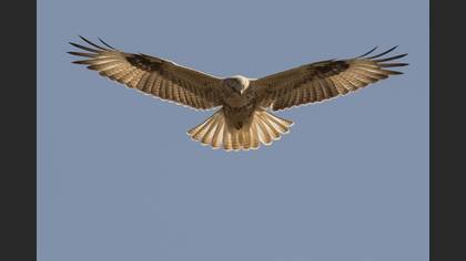Kızıl şahin » Long-legged Buzzard » Buteo rufinus