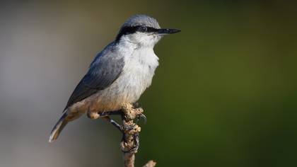 Kaya sıvacısı » Western Rock Nuthatch » Sitta neumayer