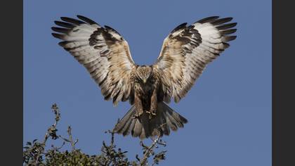 Kızıl şahin » Long-legged Buzzard » Buteo rufinus