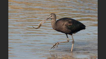 Çeltikçi » Glossy Ibis » Plegadis falcinellus