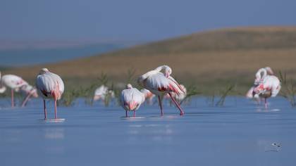 Flamingo