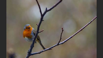Kızılgerdan » European Robin » Erithacus rubecula